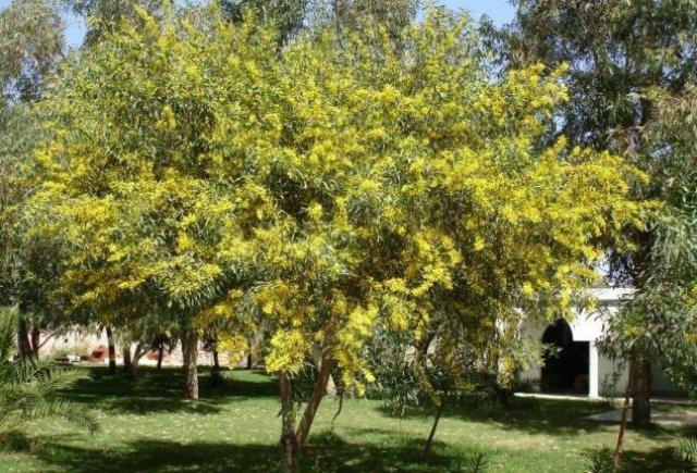 Villa Amaryllis Ghazoua Exterior photo